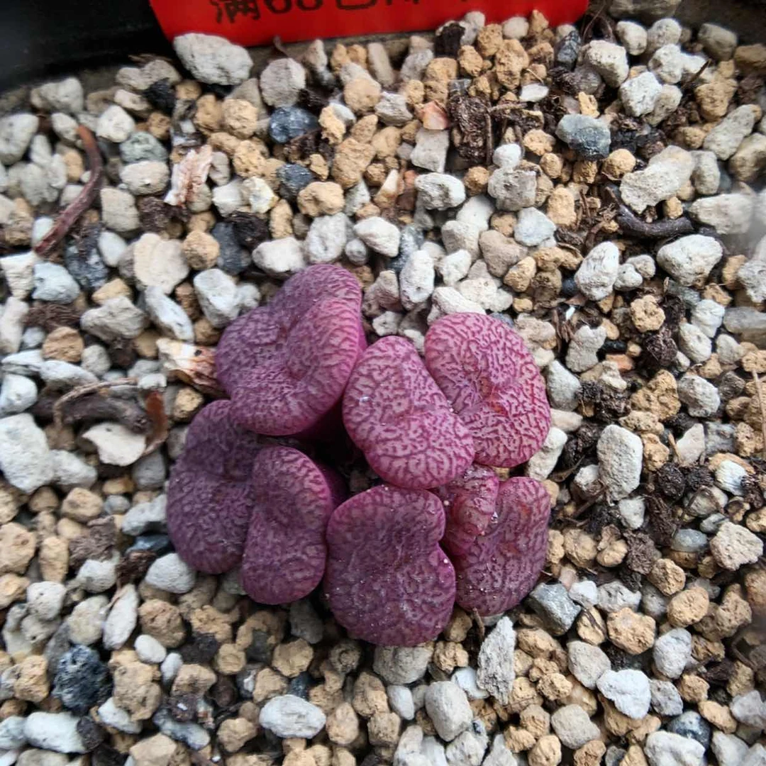 【闪购商品】4-26-4 密纹安贞一群 35