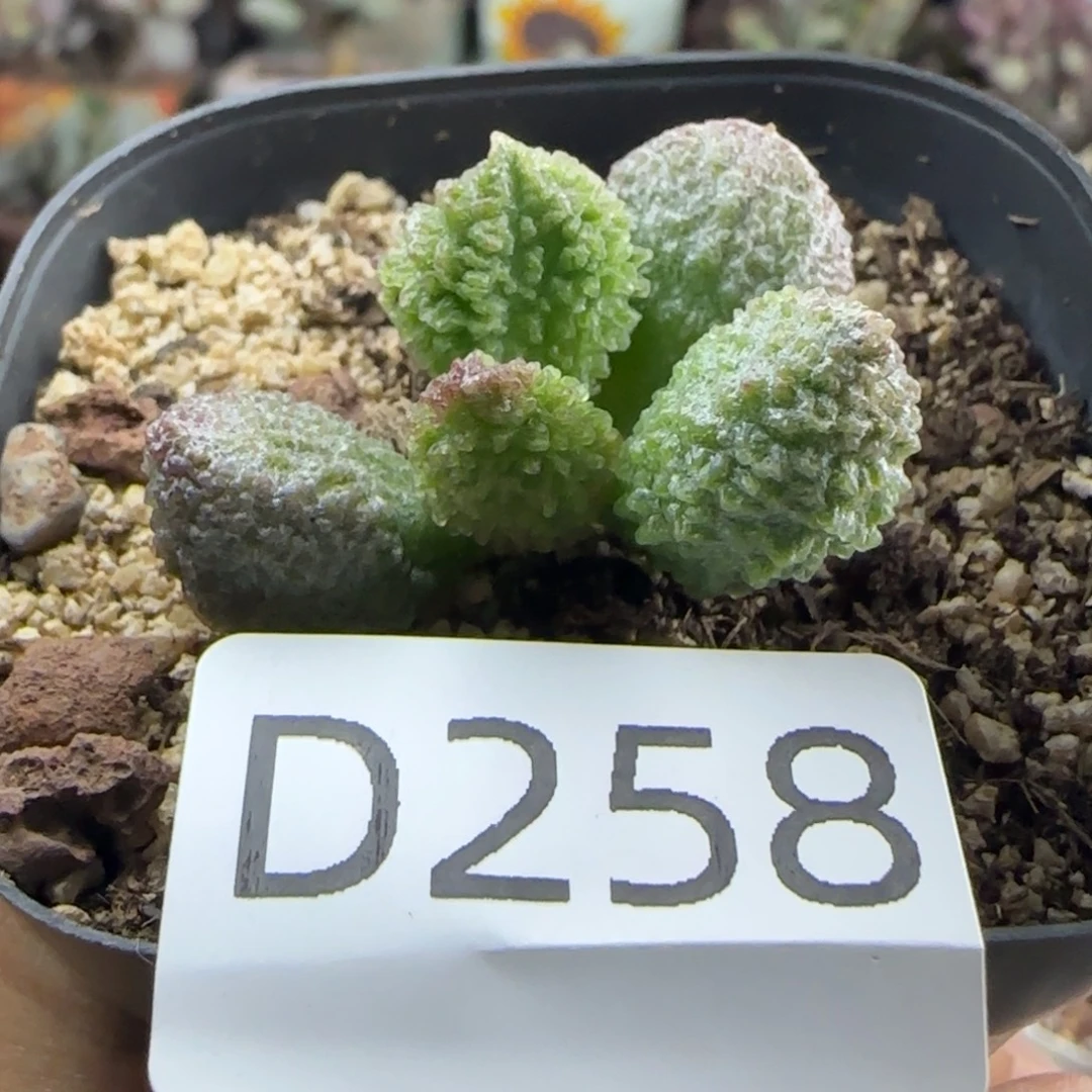 福利多肉。  258。