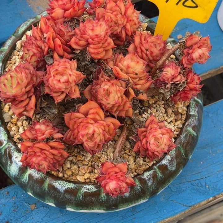 鱼***耶798多肉578888,898888