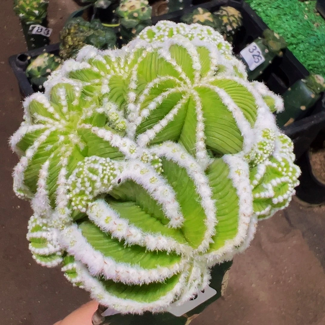 无花朵福利辛顿花龙群226