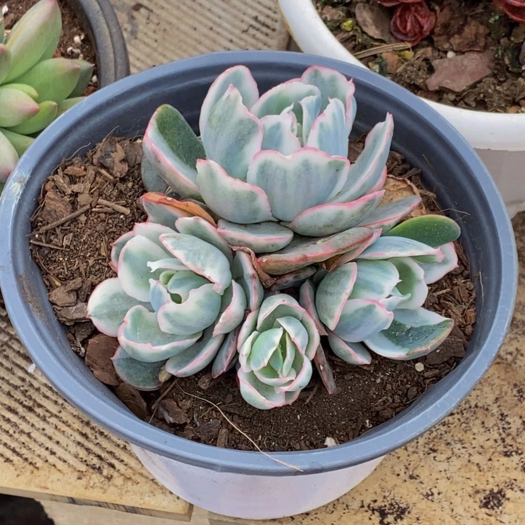 ┕****^48包邮一物一拍多肉