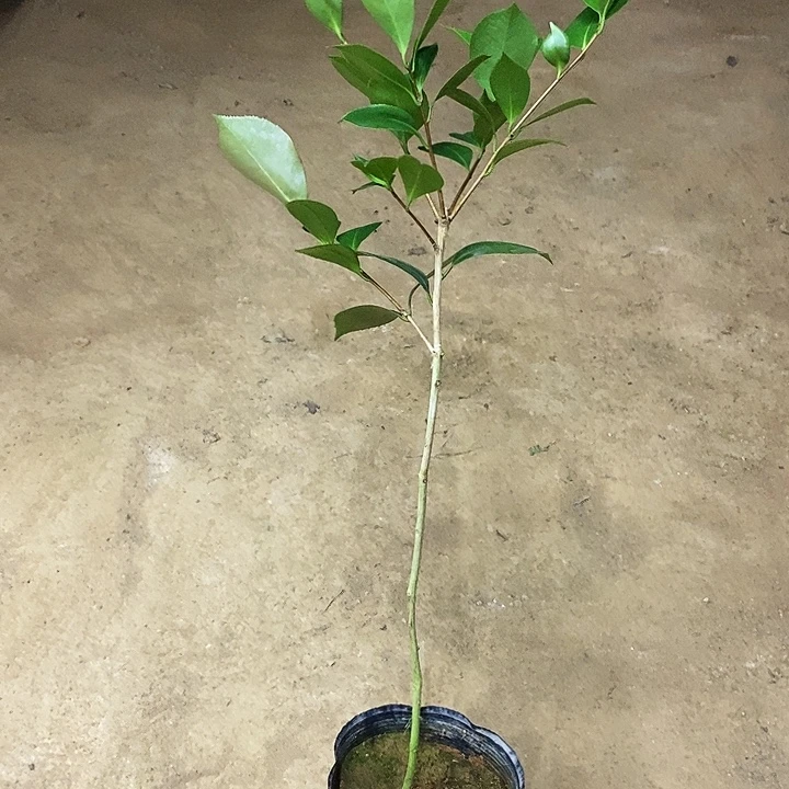 无花朵天边六角。