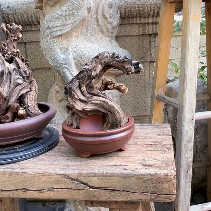 輕***生无花朵金丝红木羊蹄甲