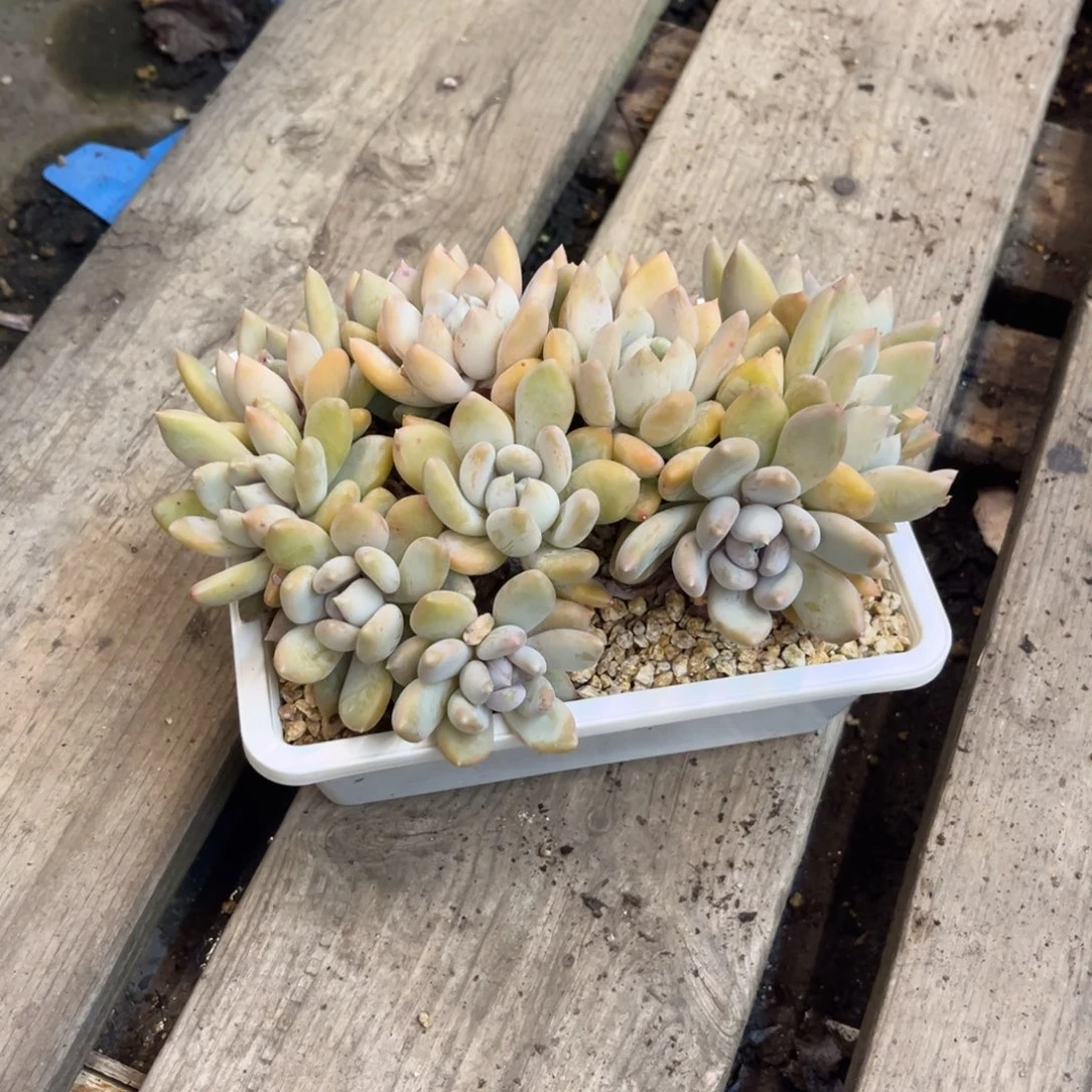 就***星胖美人 满30包邮发货