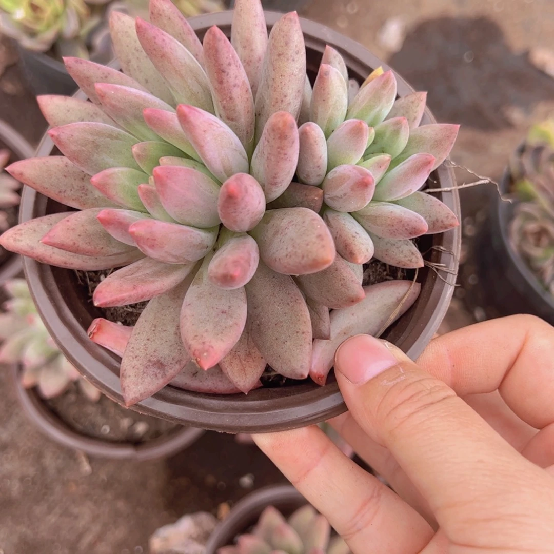 红蜻蜓双头起发老桩
