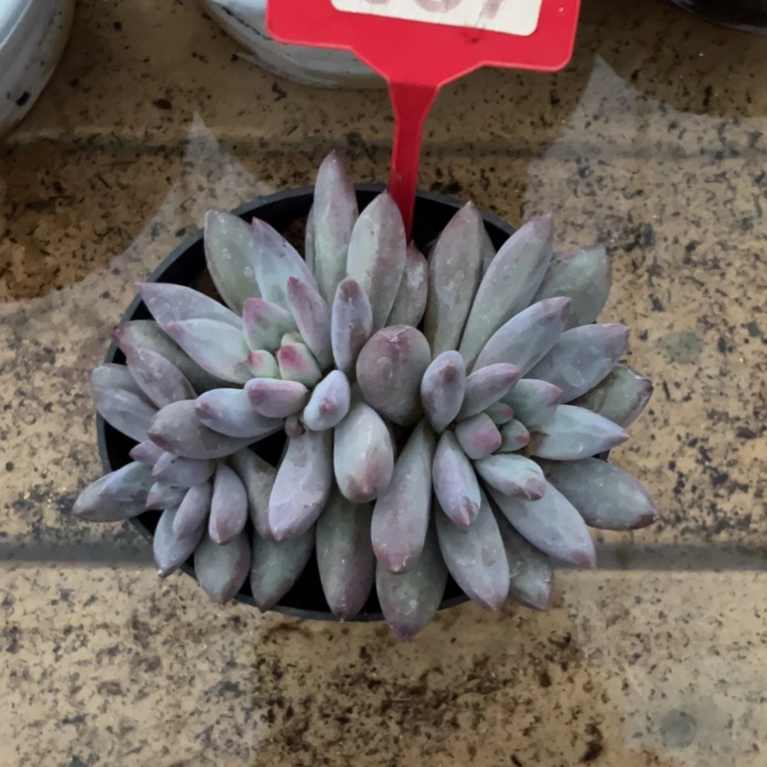 ?***?多肉植物超大体虞美人087