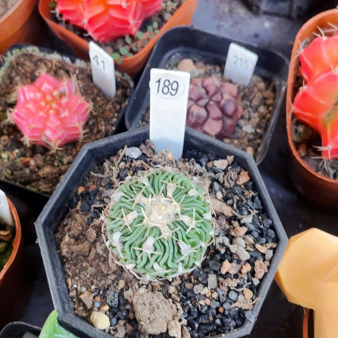 非偏远地区满25包邮仙人球