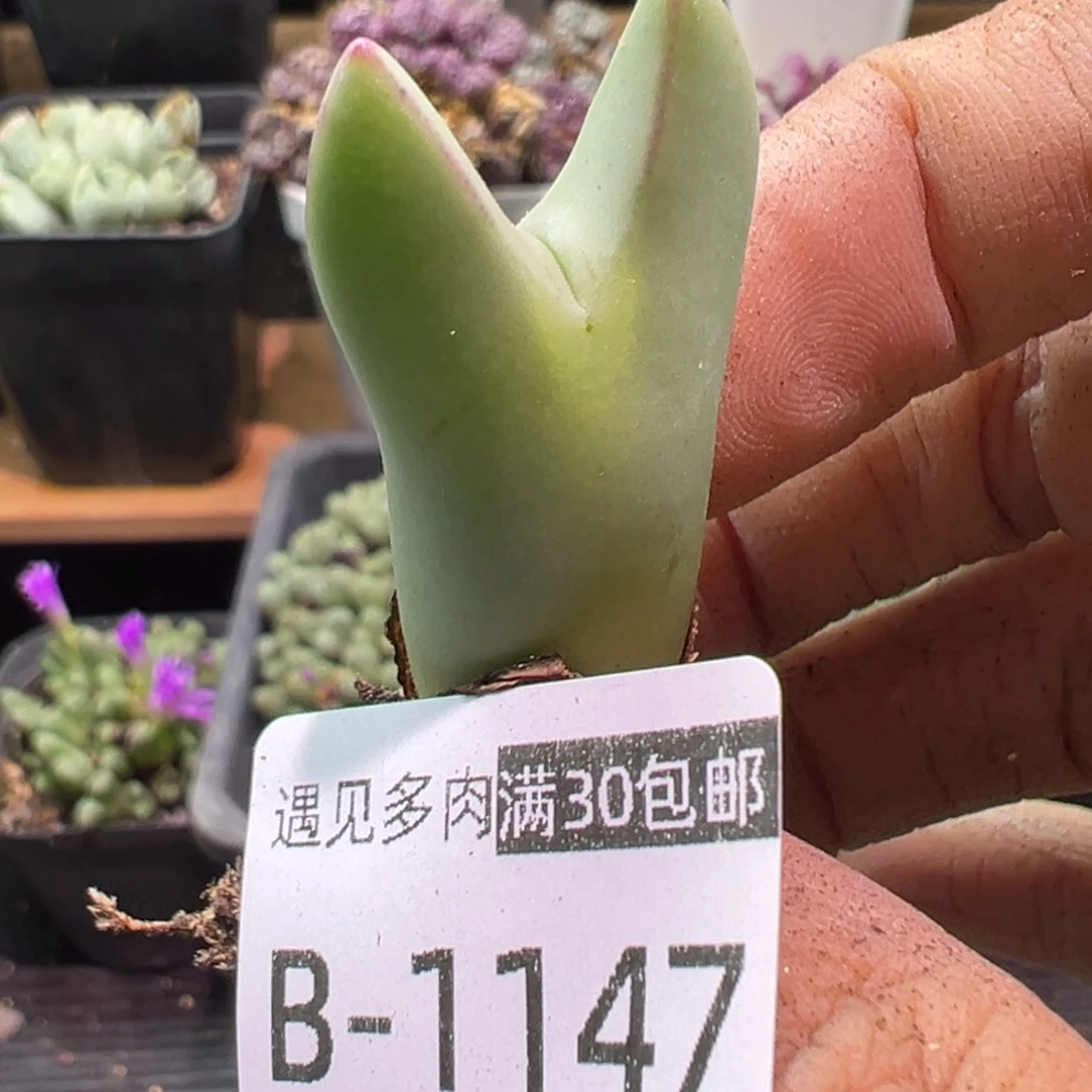 多肉植物1111111111111