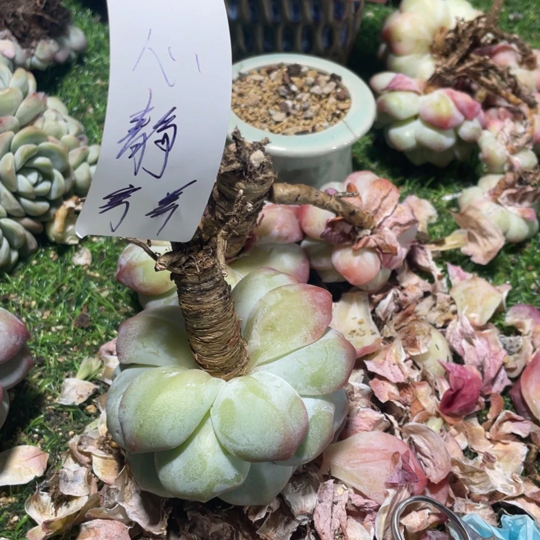 心静专拍冰玉老桩大粗腿