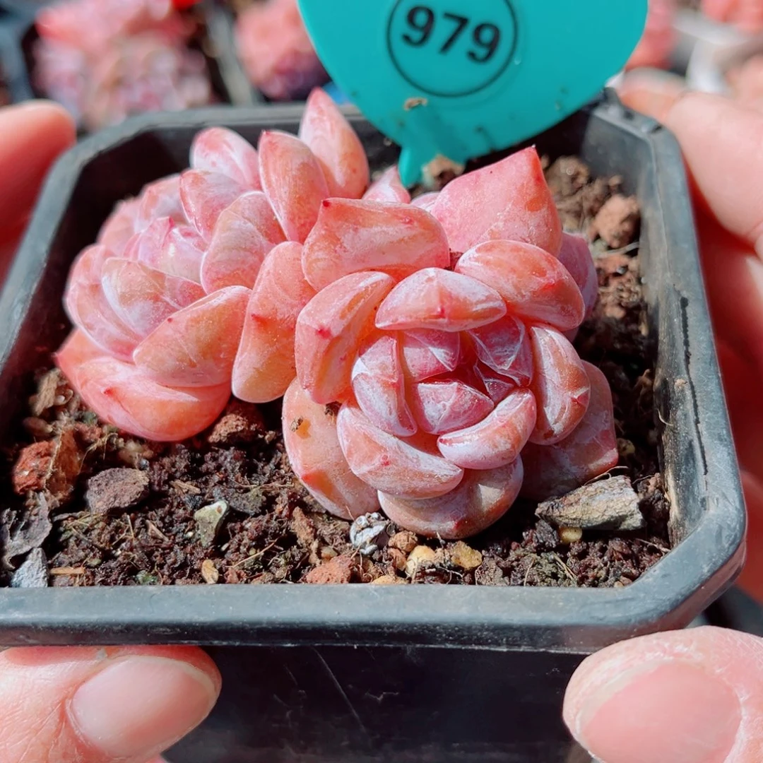 979号小老桩石榴籽星影群