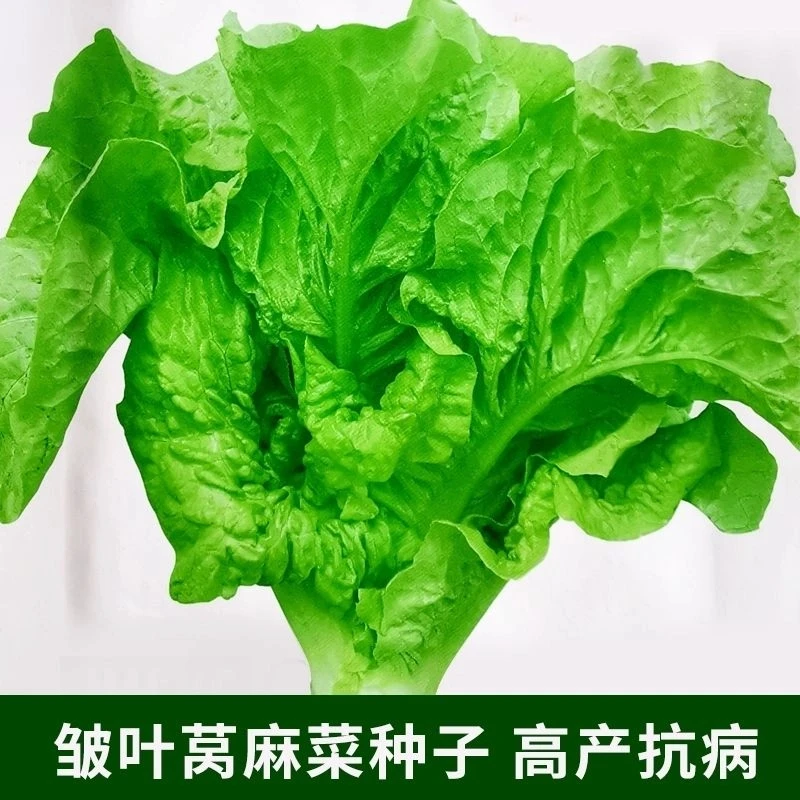皱叶莴麻菜种子窝鸡菜种籽叶用莴笋叶春秋四季蔬菜阳台浪漫七夕礼