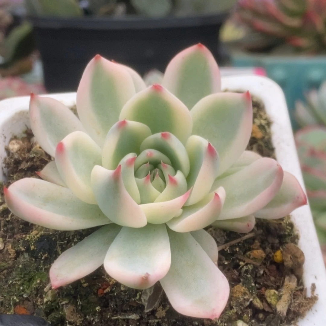 604锦锦锦锦锦锦锦锦锦