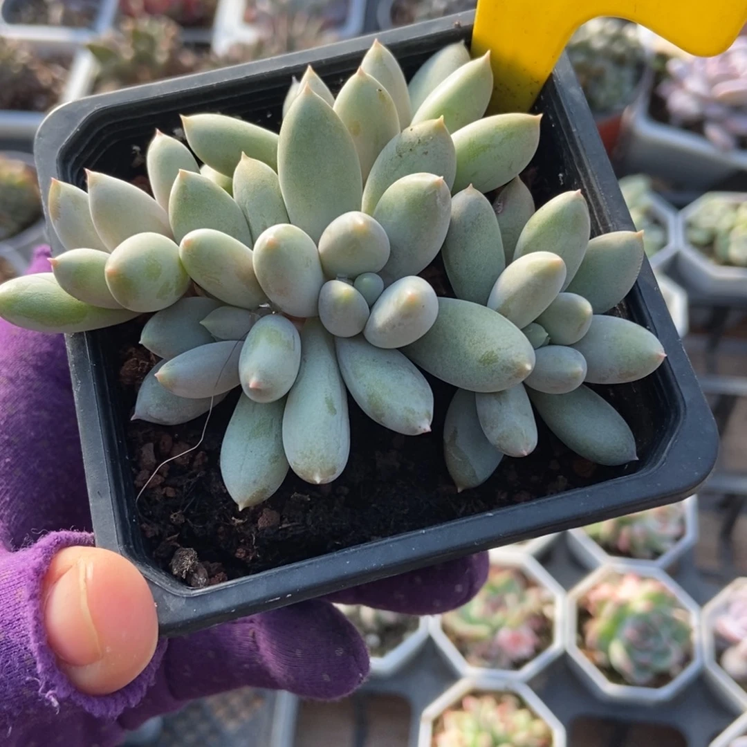 916哥特d多肉植物