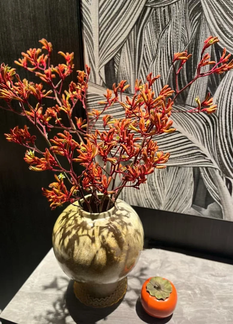 【母亲节限定花束】AAA级袋鼠爪 室内桌面绿植澳洲可做干花摆放