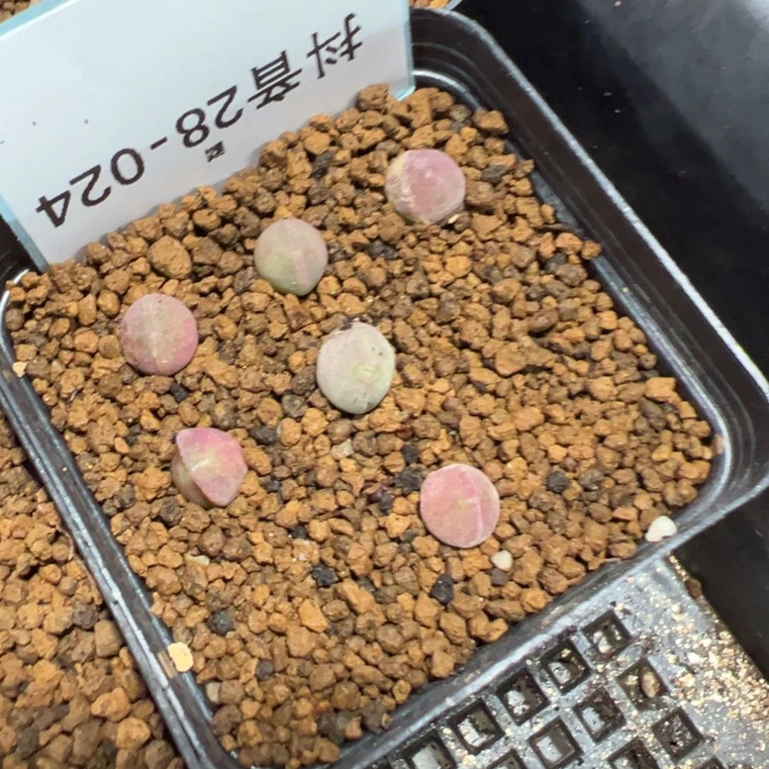 28-24量拍大眼睛空蝉一颗