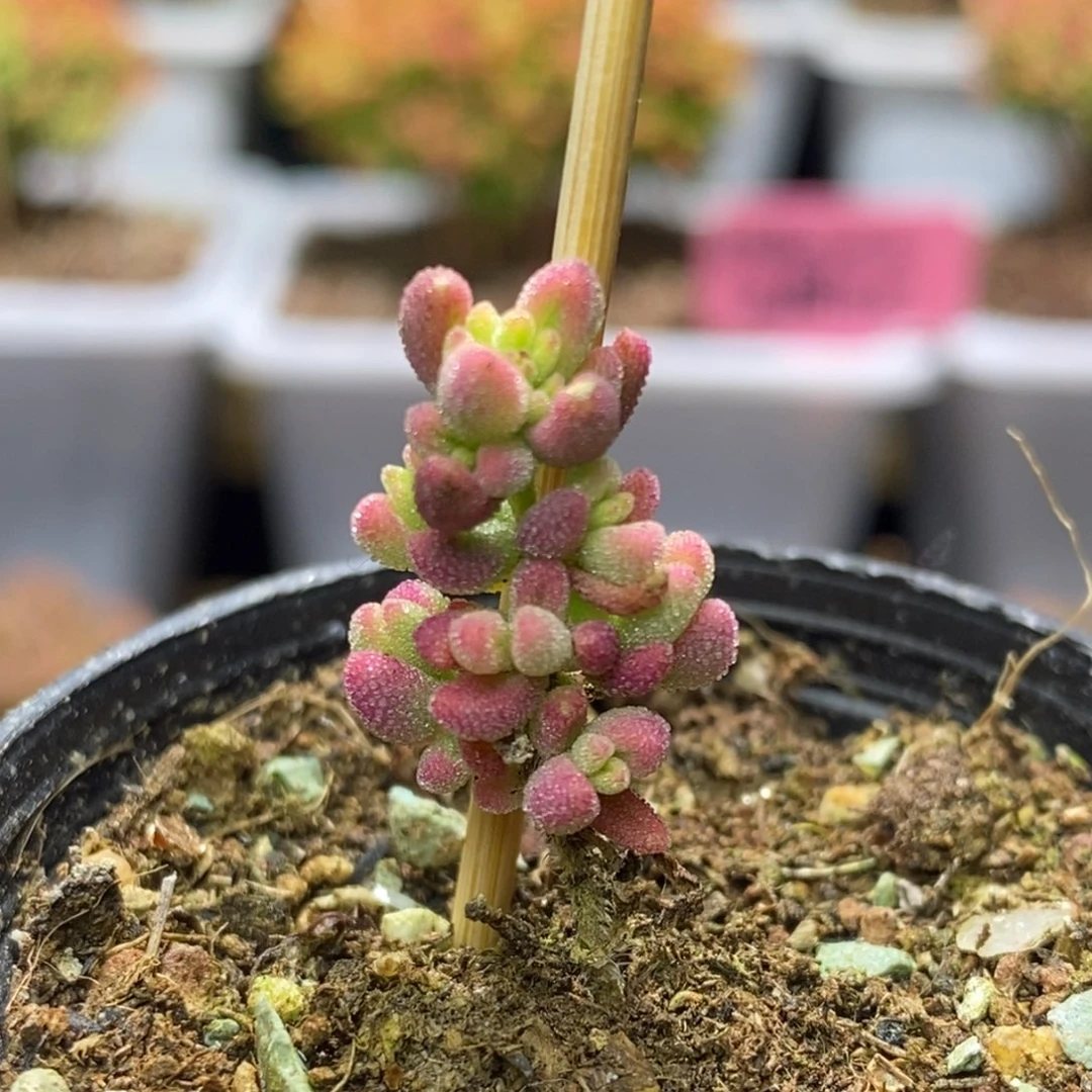 要*嘻红宝石锦枝干番杏D111