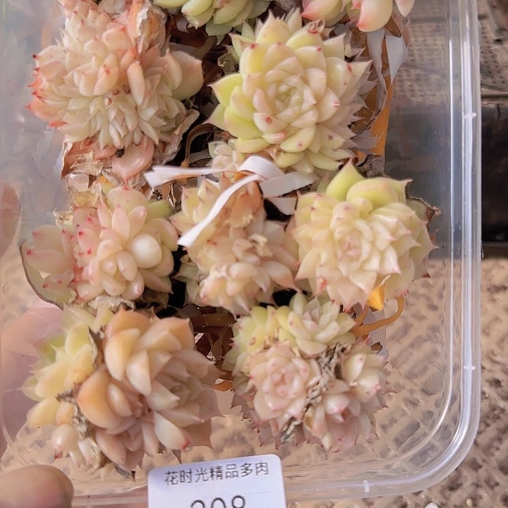 花时光精品多肉208