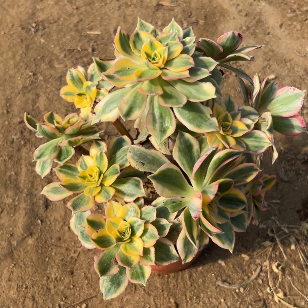 多肉植物多肉植物