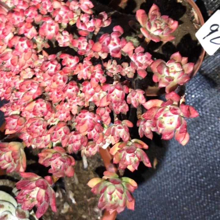 爱**降92///////////////