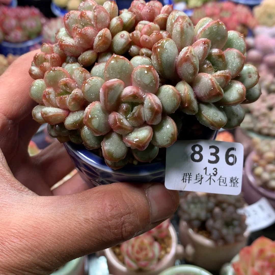 精控拇指盆1.3836