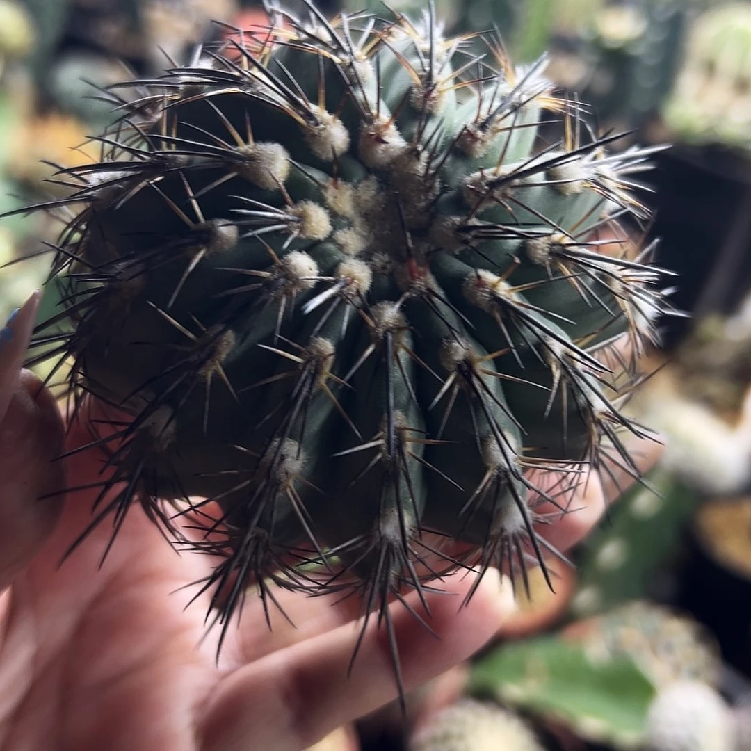 仙人球11111111111