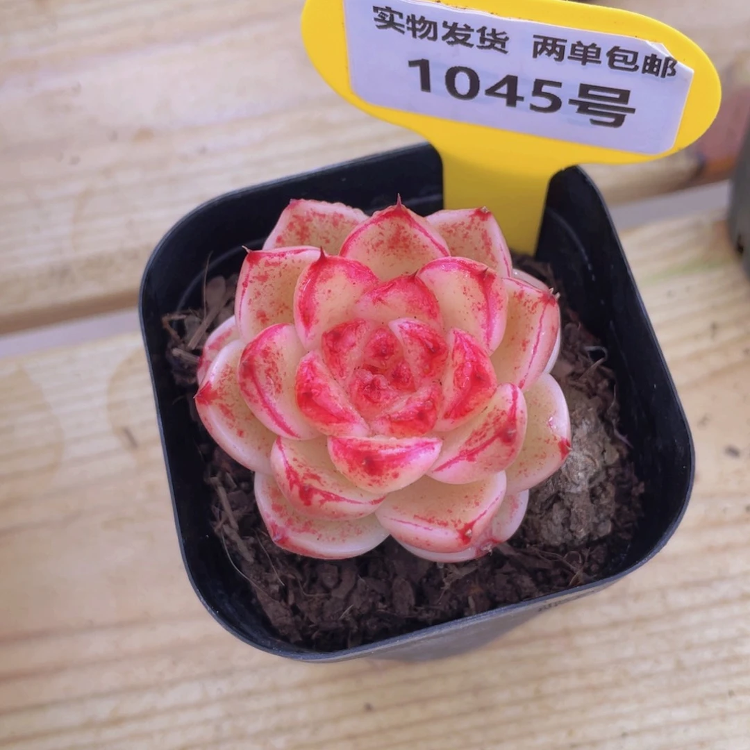 1045号 孤品糖心美肉