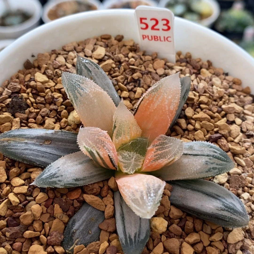 不开花植物523糊班白帝城