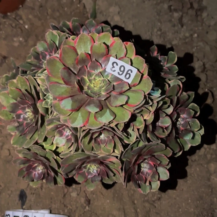 963孔雀翎多肉植物不售后