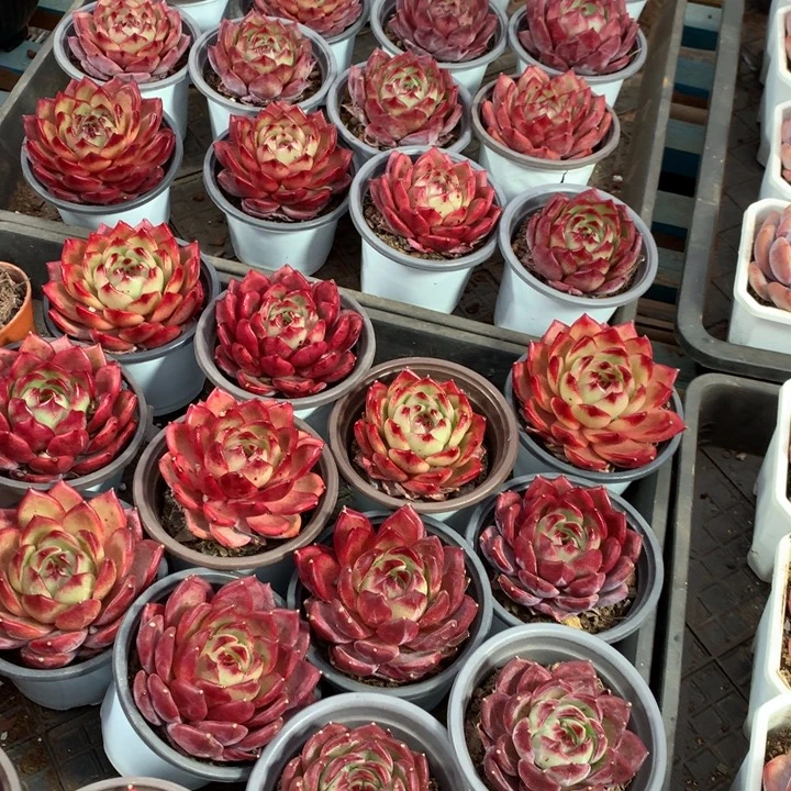 夜魔侠带盆土多肉植物两单包邮