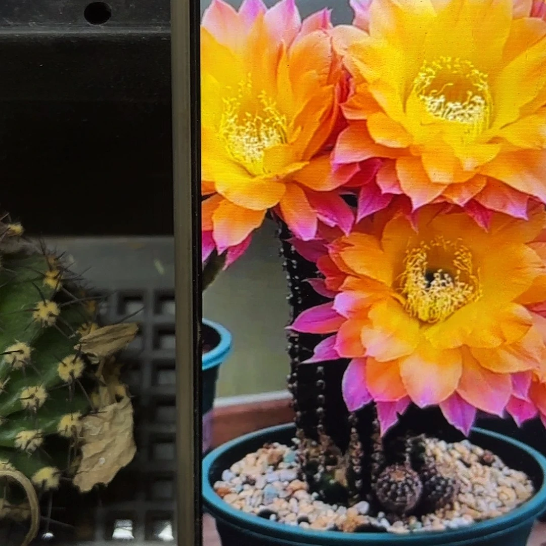 激流彩侧牙20包邮9