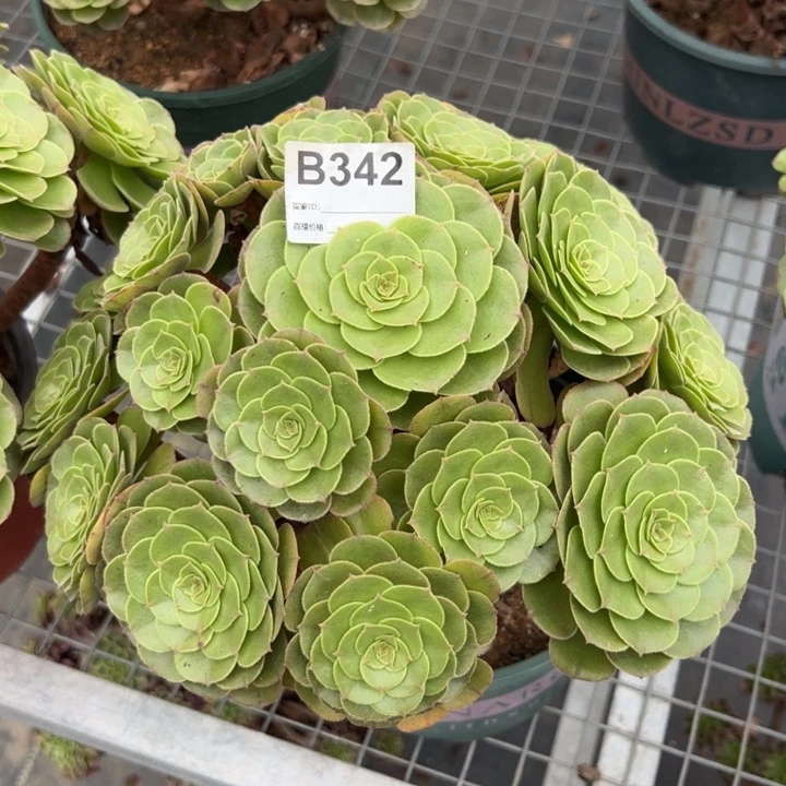 342万圣节25厘米左右