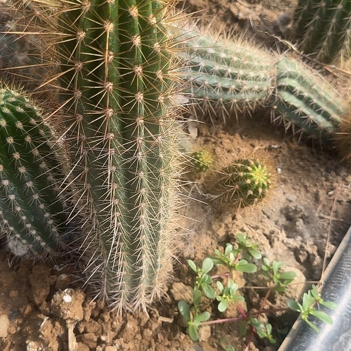 陈***少的钱而行毛花柱40的