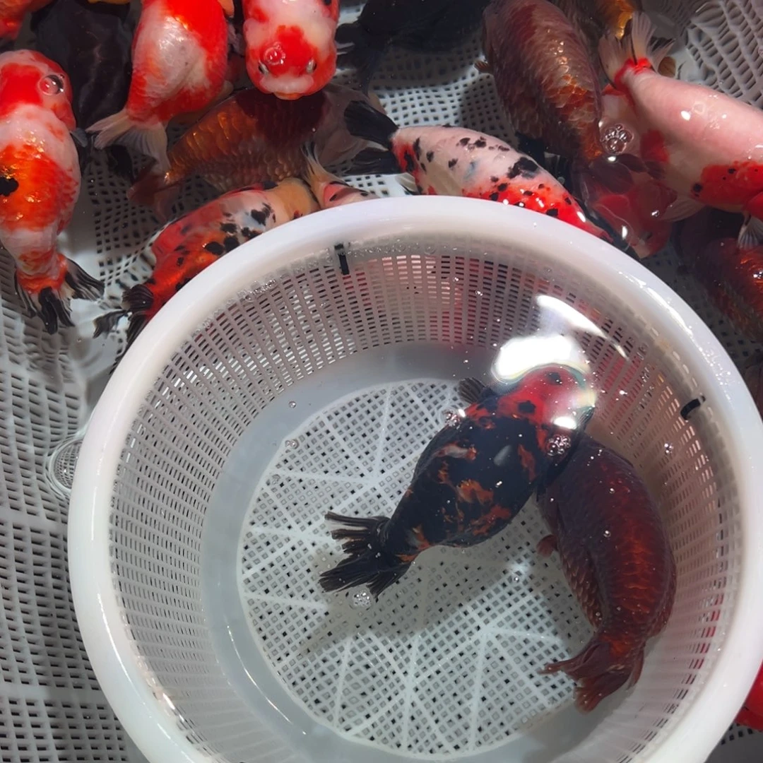 玉***油海水鱼潘氏金鱼兰寿金鱼