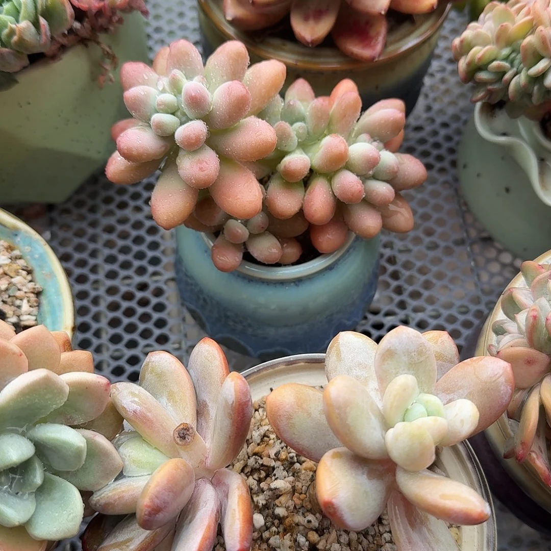 胖大星多肉带盆植物