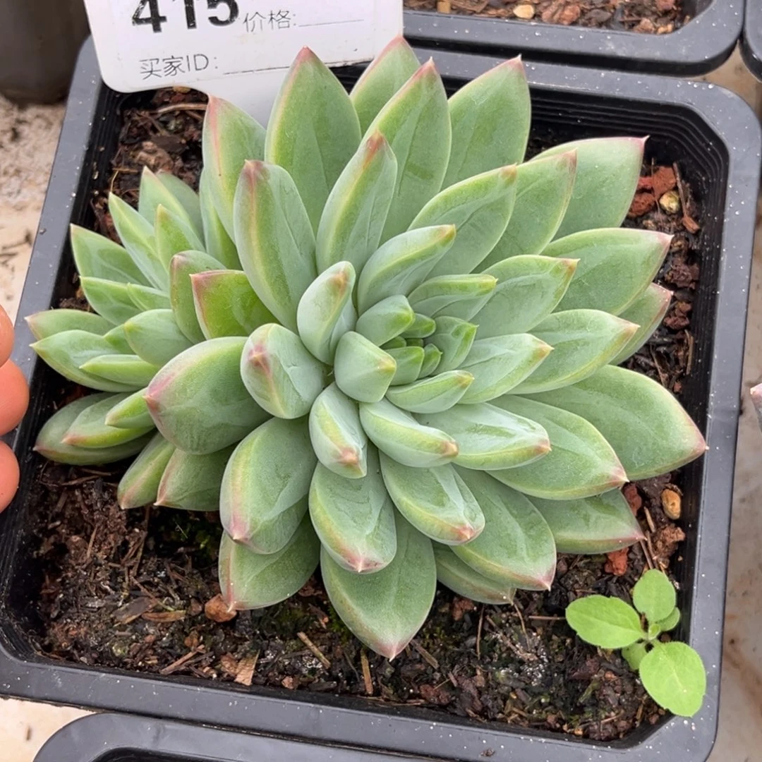 美人系多肉植物415