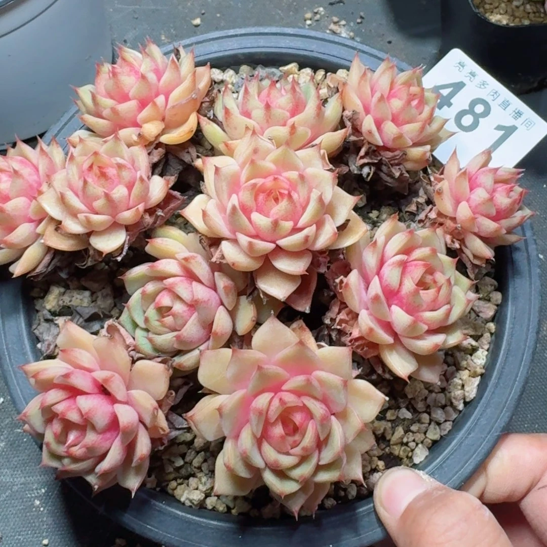 笨吧帝斯老桩          摇身一变高富帅，一夜暴富动作快