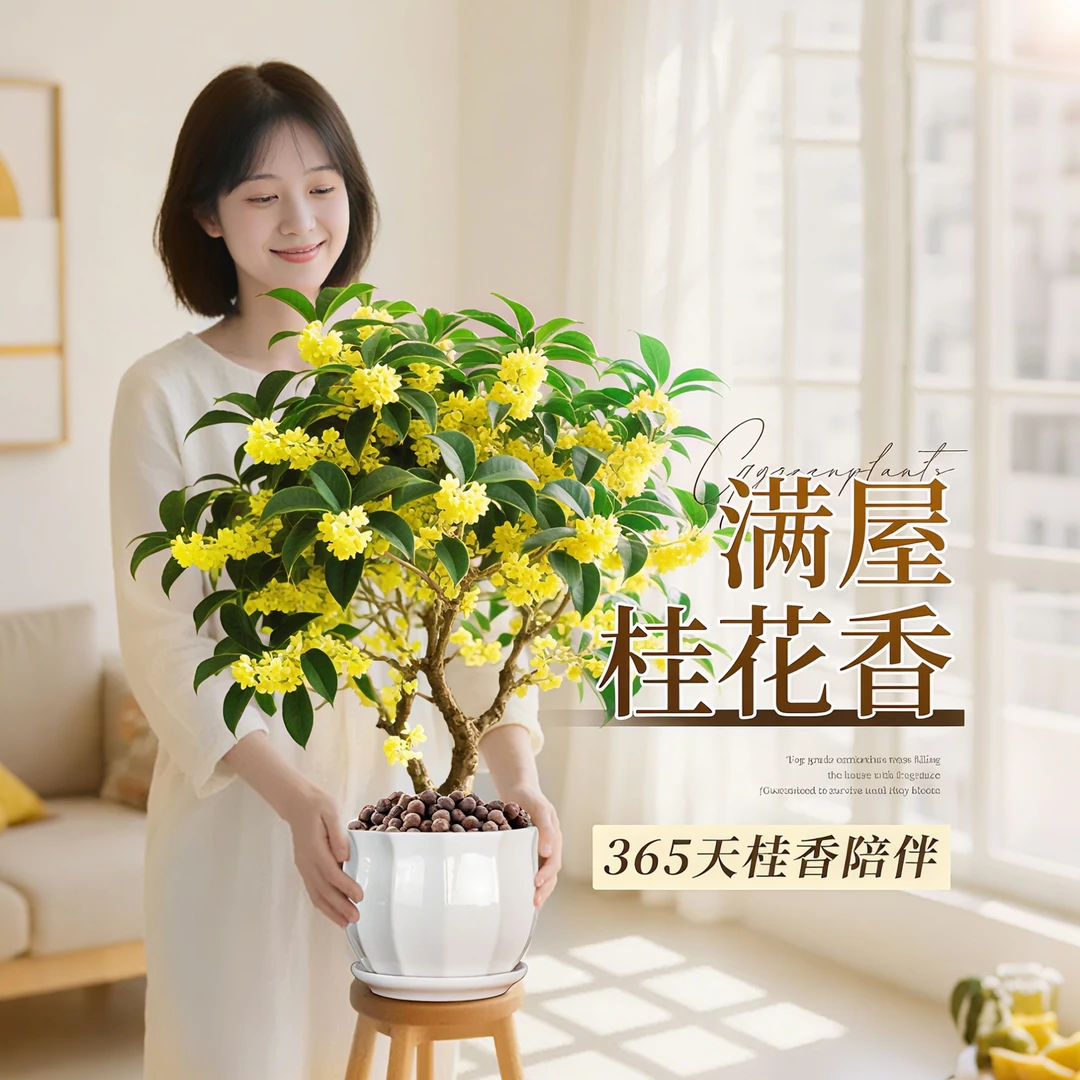 四季开花桂花树苗盆栽客厅庭院室内外浓香型玫瑰装饰花卉绿植室外