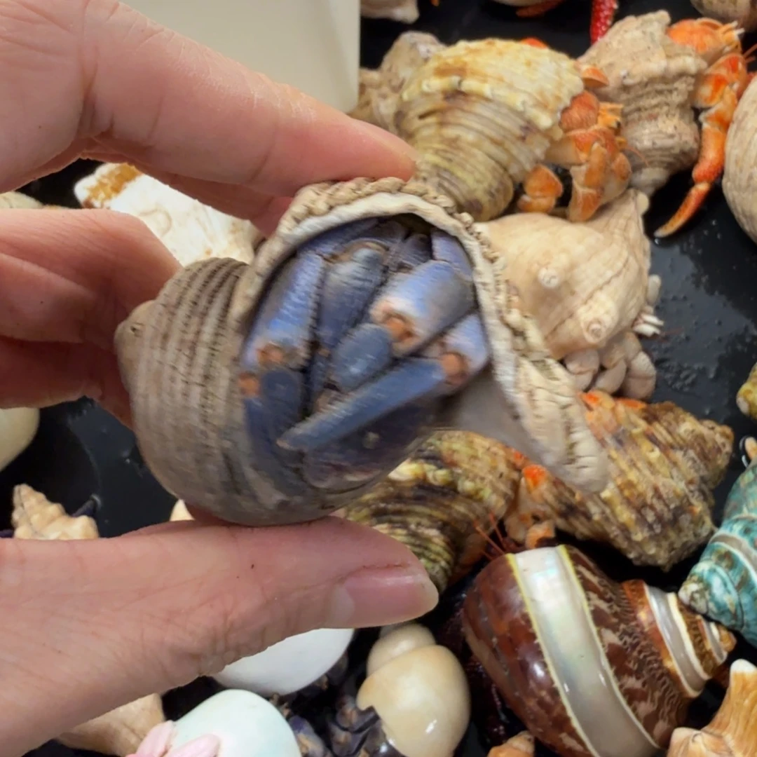 短尖2.5口蓝色紫陆