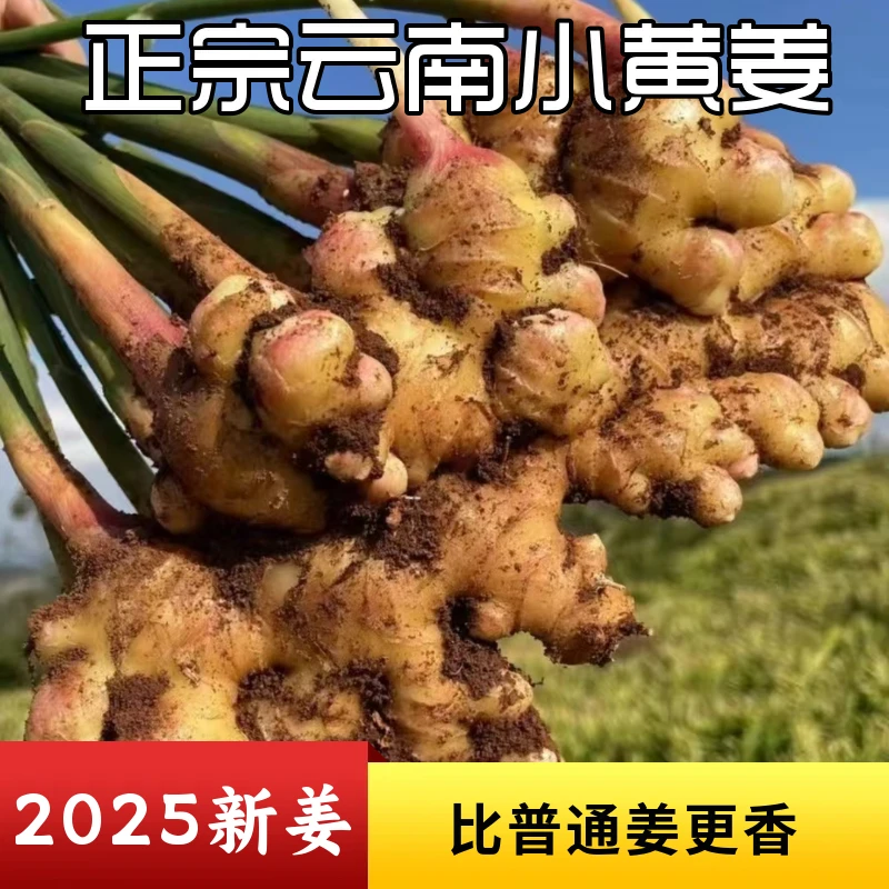 云南山地小黄姜生姜批发现挖新姜老姜嫩姜月子姜农家自种时令蔬菜