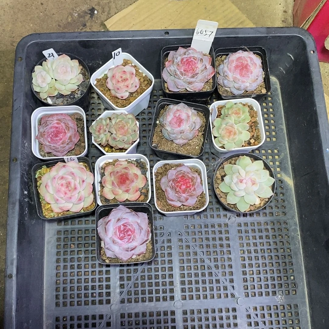 6657一筐13颗多肉植物