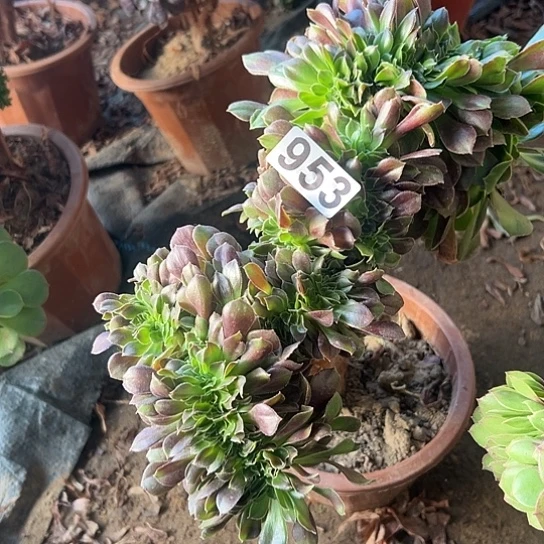 *****多肉植物一个玫瑰953