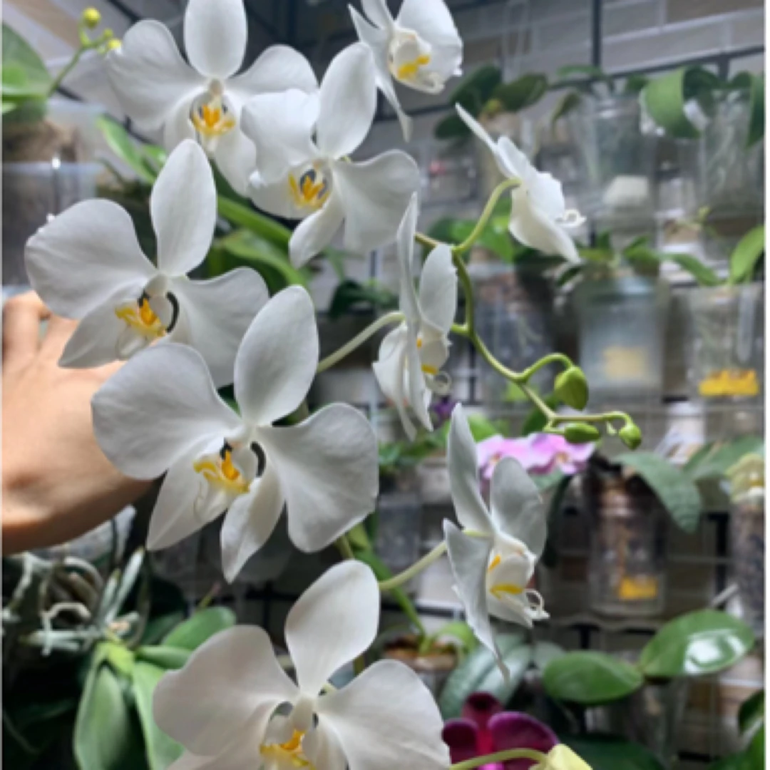 蝴蝶兰新几内亚香阿妈