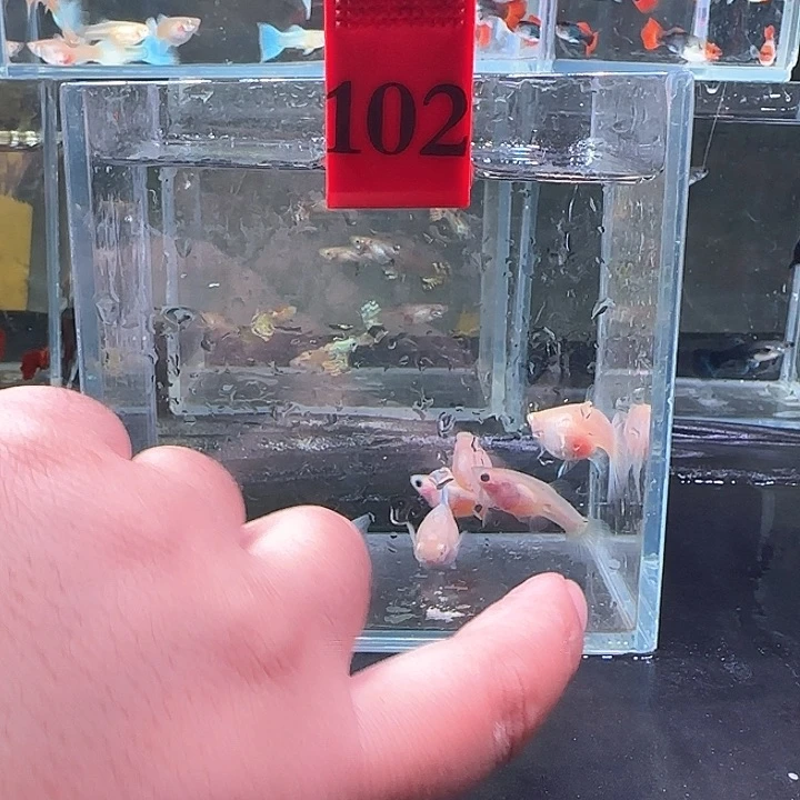 孔雀鱼玥****?102号，6 条