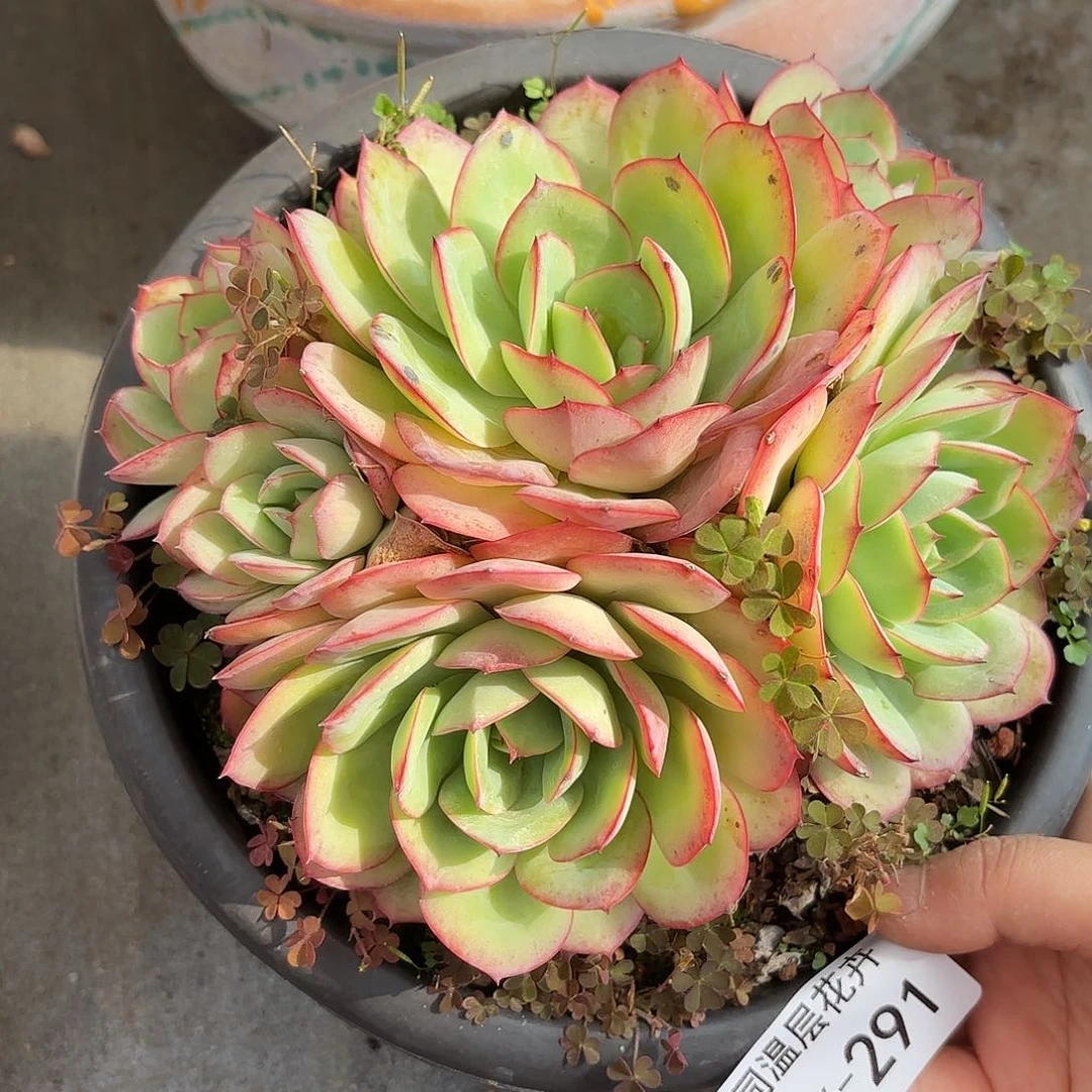 同温层多肉牡丹亭291