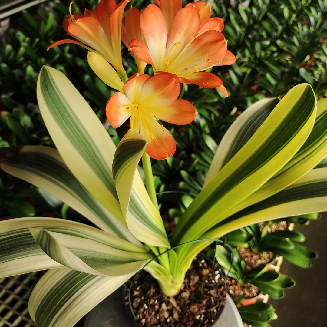 彩兰国兰宽叶彩兰橘红花色小苗裸根包邮