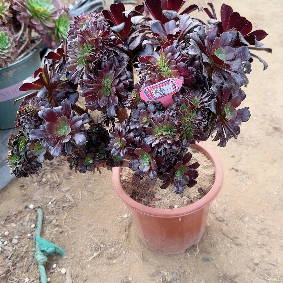 老*欧紫有伤一颗呀呀