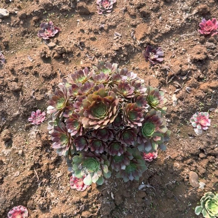 无花朵红魔不包断枝