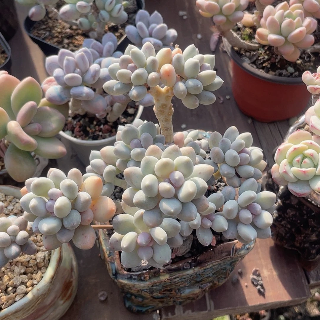 溜溜球 母本 脱土发货 12口盆