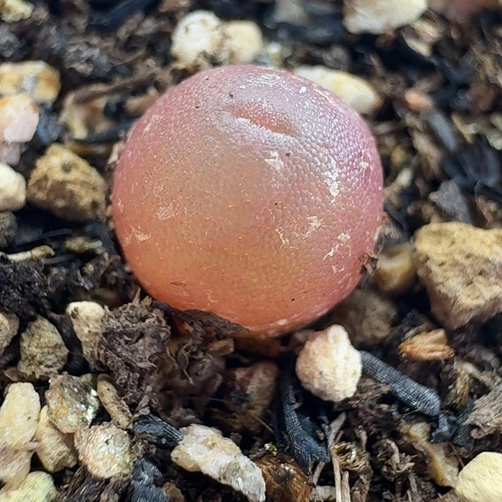 老马生石花哈默415