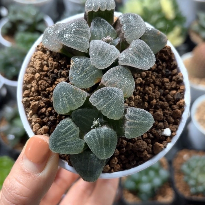 双头青瓷多肉植物